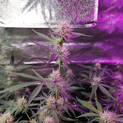 SmileySeeds Strawberry Banana #1 - 4 growlog photo: 120W LED at 85% 🫡 increments before maxing out intensity! 