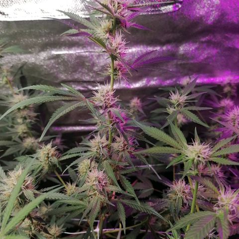 SmileySeeds Strawberry Banana #1 - 4 growlog photo: Respondiendo positivamente 🫡