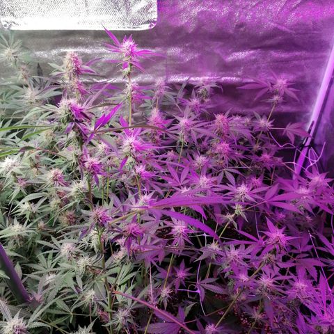 SmileySeeds Strawberry Banana #1 - 4 growlog timeline photo