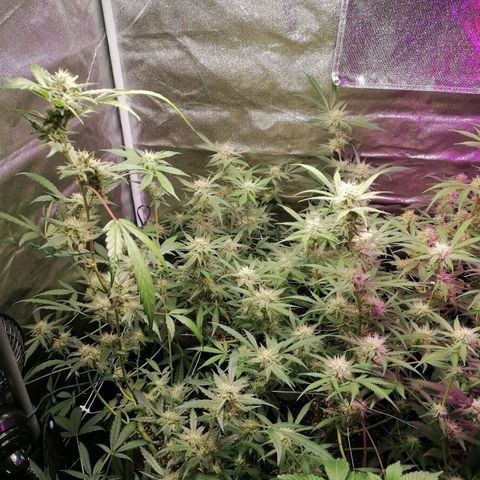 SmileySeeds Cosmic Cookies #1 - 4 growlog timeline photo
