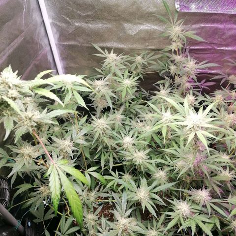 SmileySeeds Cosmic Cookies #1 - 4 growlog timeline photo