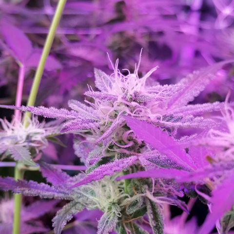 SmileySeeds Strawberry Banana #1 - 4 growlog photo: Top through mids to the pops are getting frosty! 