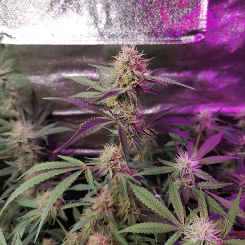 SmileySeeds Strawberry Banana #1 - 4 growlog photo: Top through mids to the pops are getting frosty! 