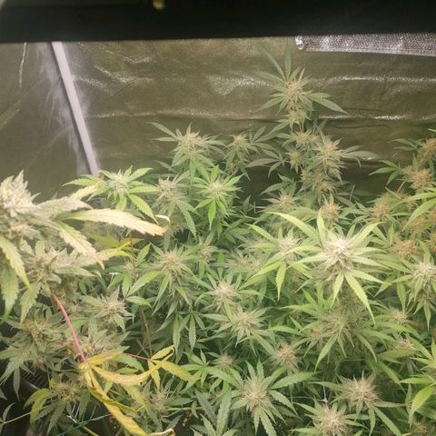 SmileySeeds Cosmic Cookies #1 - 4 growlog photo: Early autumnal fade 💚