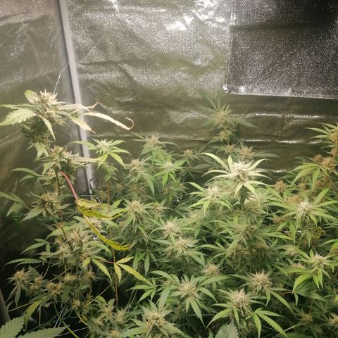 SmileySeeds Cosmic Cookies #1 - 4 growlog photo: Early autumnal fade 💚