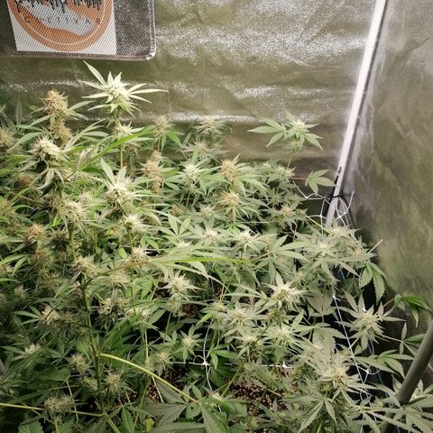 SmileySeeds Strawberry Banana #1 - 4 growlog timeline photo