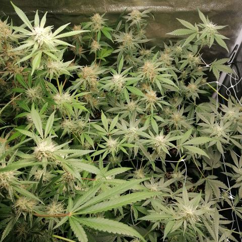 SmileySeeds Strawberry Banana #1 - 4 growlog timeline photo