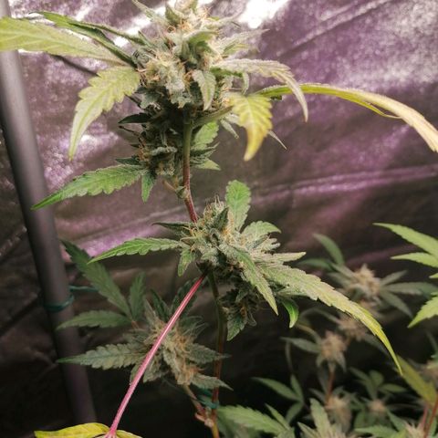 SmileySeeds Cosmic Cookies #1 - 4 growlog photo: Autumnal colours revealing 🍂🤩