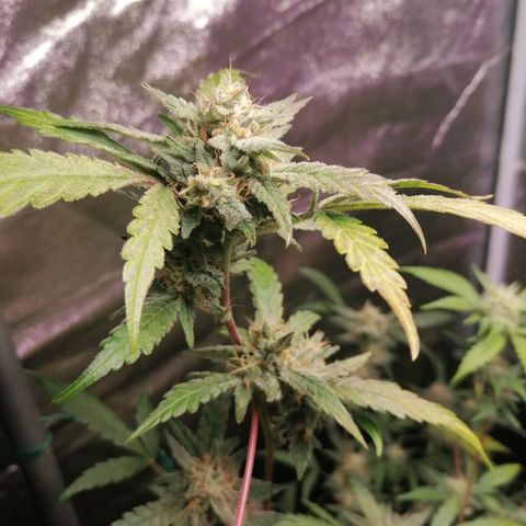 SmileySeeds Cosmic Cookies #1 - 4 growlog photo: Autumnal colours revealing 🍂🤩