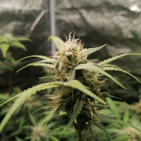 SmileySeeds Strawberry Banana #1 - 4 growlog photo: Putting on weight the best way possible 🍆🍽️