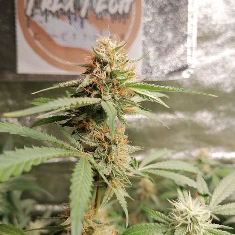 SmileySeeds Strawberry Banana #1 - 4 growlog photo: Putting on weight the best way possible 🍆🍽️
