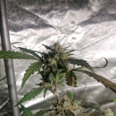 SmileySeeds Cosmic Cookies #1 - 4 growlog photo: 😁