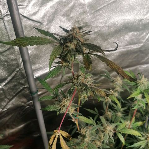 SmileySeeds Cosmic Cookies #1 - 4 growlog photo: 😁