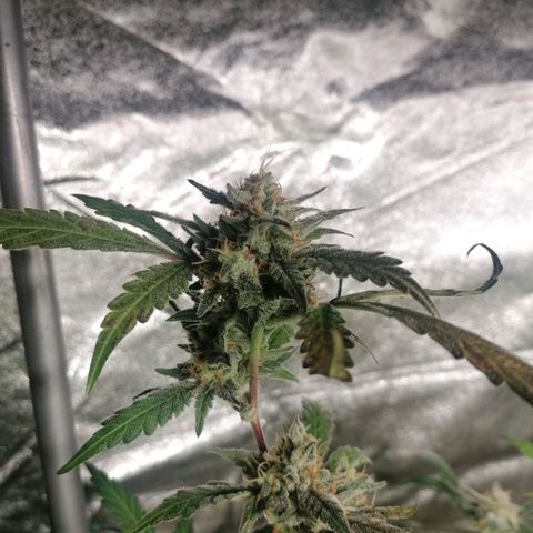 SmileySeeds Cosmic Cookies #1 - 4 growlog photo: 😁