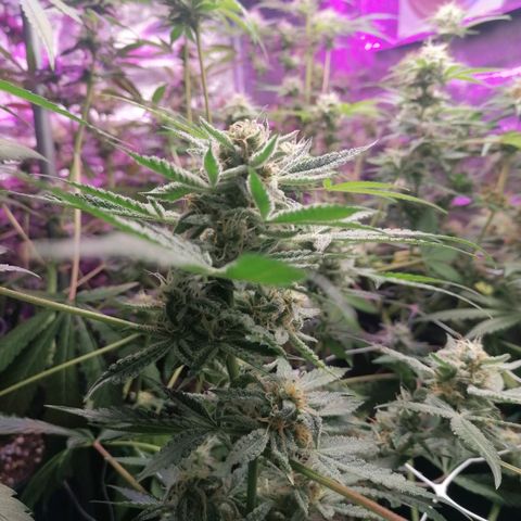 SmileySeeds Strawberry Banana #1 - 4 growlog photo: 😁