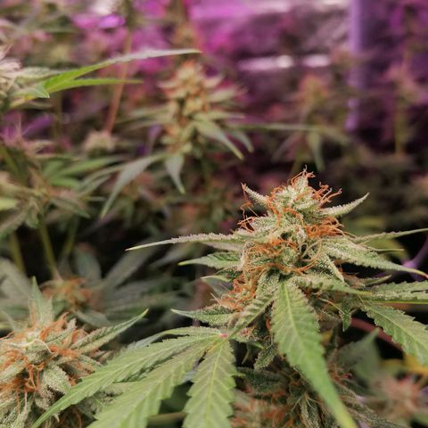 SmileySeeds Strawberry Banana #1 - 4 growlog photo: 😁