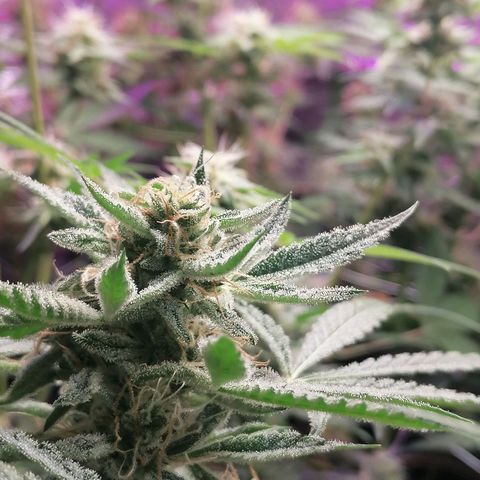 SmileySeeds Strawberry Banana #1 - 4 growlog photo: 😁