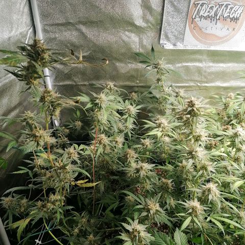 SmileySeeds Cosmic Cookies #1 - 4 growlog photo: Autopilot mode initiated 🫡 just watering when dry 💯