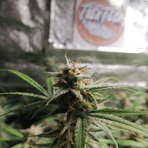 SmileySeeds Cosmic Cookies #1 - 4 growlog photo: Autopilot mode initiated 🫡 just watering when dry 💯