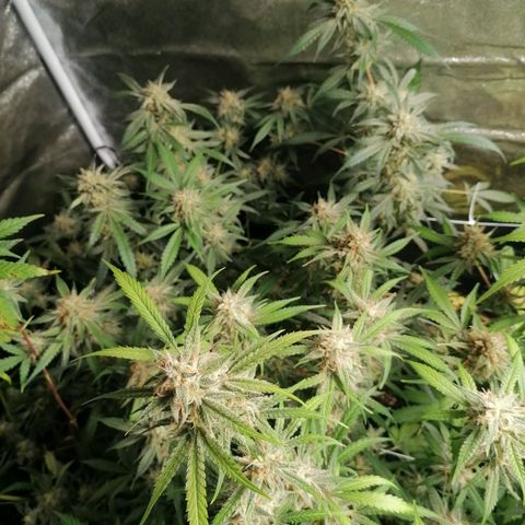 SmileySeeds Cosmic Cookies #1 - 4 growlog photo: Autopilot mode initiated 🫡 just watering when dry 💯