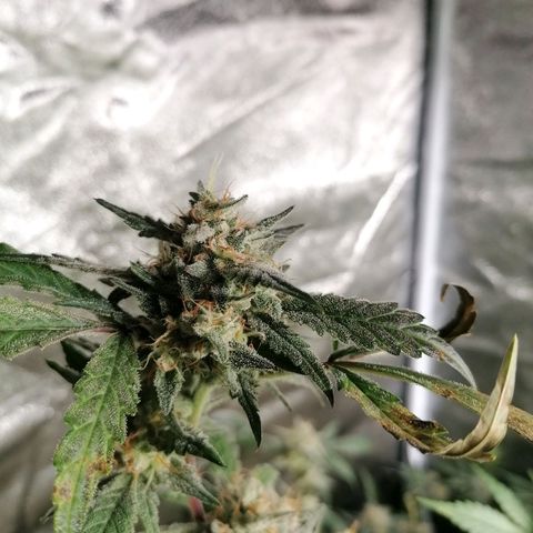 SmileySeeds Cosmic Cookies #1 - 4 growlog photo: Autopilot mode initiated 🫡 just watering when dry 💯