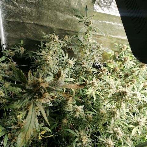 SmileySeeds Cosmic Cookies #1 - 4 growlog photo: Autopilot mode initiated 🫡 just watering when dry 💯