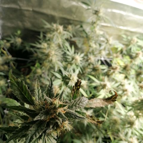 SmileySeeds Cosmic Cookies #1 - 4 growlog photo: Autopilot mode initiated 🫡 just watering when dry 💯