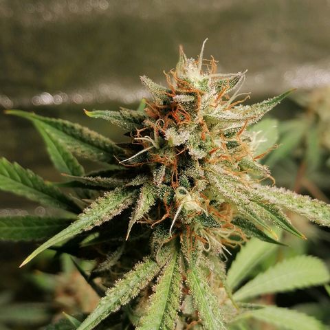 SmileySeeds Strawberry Banana #1 - 4 growlog photo: Autopilot mode initiated 🫡 just watering when dry 💯