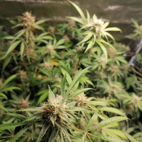 SmileySeeds Strawberry Banana #1 - 4 growlog photo: Autopilot mode initiated 🫡 just watering when dry 💯