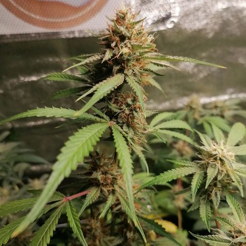 SmileySeeds Strawberry Banana #1 - 4 growlog photo: Autopilot mode initiated 🫡 just watering when dry 💯