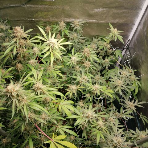 SmileySeeds Strawberry Banana #1 - 4 growlog photo: Autopilot mode initiated 🫡 just watering when dry 💯