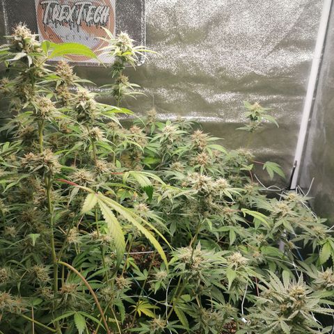 SmileySeeds Strawberry Banana #1 - 4 growlog photo: Autopilot mode initiated 🫡 just watering when dry 💯