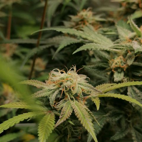 SmileySeeds Strawberry Banana #1 - 4 growlog photo: Autopilot mode initiated 🫡 just watering when dry 💯