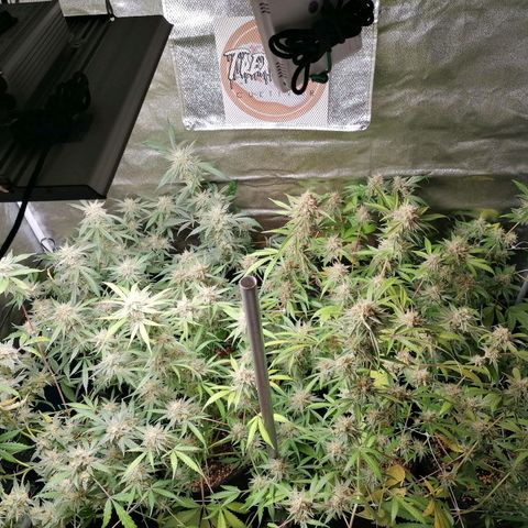 SmileySeeds Strawberry Banana #1 - 4 growlog photo: Earlier fade noted on the Strawberry Banana gals 😍