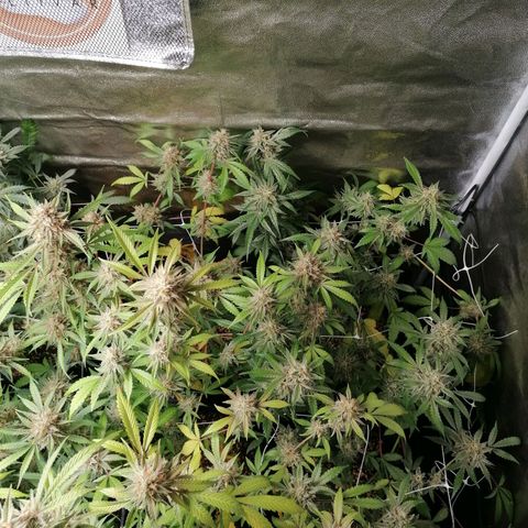 SmileySeeds Strawberry Banana #1 - 4 growlog photo: Earlier fade noted on the Strawberry Banana gals 😍