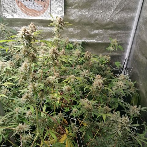 SmileySeeds Strawberry Banana #1 - 4 growlog photo: Earlier fade noted on the Strawberry Banana gals 😍
