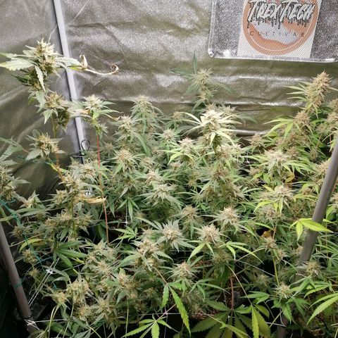 SmileySeeds Cosmic Cookies #1 - 4 growlog photo: Earlier overall fade faster on other strain but uppermost flowers on Cosmic Cookies showing autumnal fade too! 😍