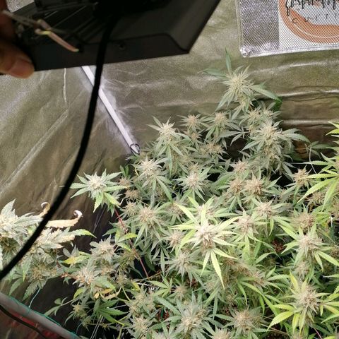 SmileySeeds Cosmic Cookies #1 - 4 growlog photo: Earlier overall fade faster on other strain but uppermost flowers on Cosmic Cookies showing autumnal fade too! 😍
