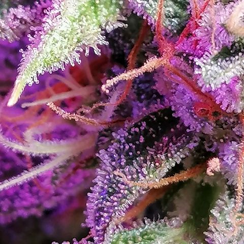 SmileySeeds Strawberry Banana #1 - 4 growlog photo: 🥶 Frequent Frost Findings 😍