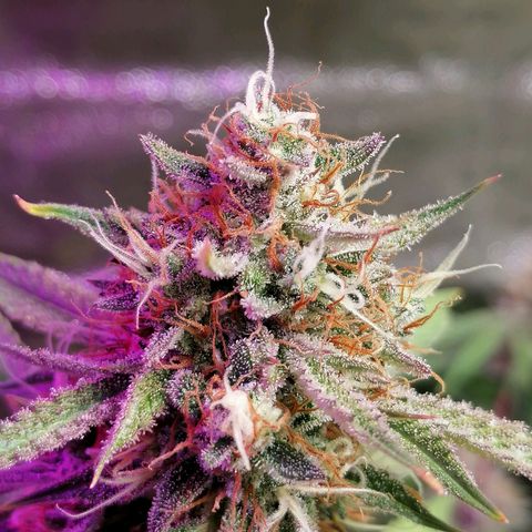 SmileySeeds Strawberry Banana #1 - 4 growlog photo: 🥶 Frequent Frost Findings 😍