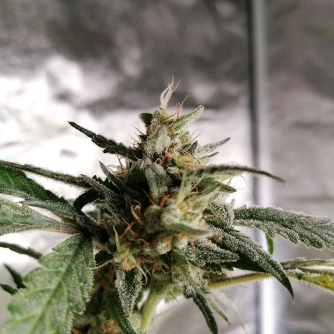 SmileySeeds Cosmic Cookies #1 - 4 growlog photo: 🥶 Frequent Frost Findings 😍
