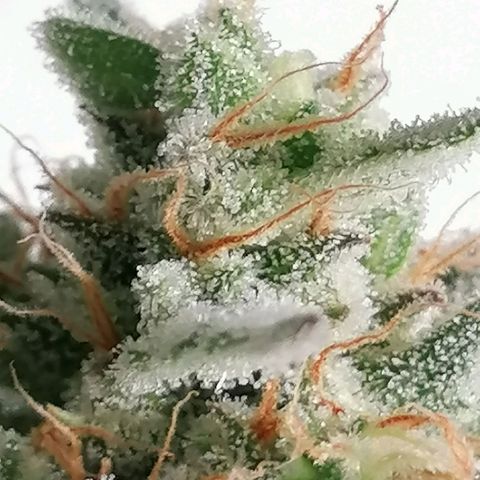SmileySeeds Cosmic Cookies #1 - 4 growlog photo: 🥶 Frequent Frost Findings 😍