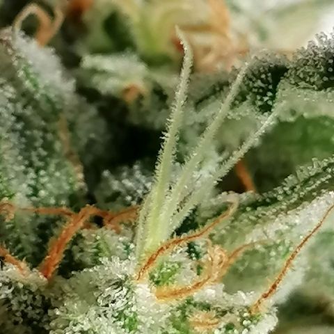 SmileySeeds Cosmic Cookies #1 - 4 growlog photo: 🥶 Frequent Frost Findings 😍