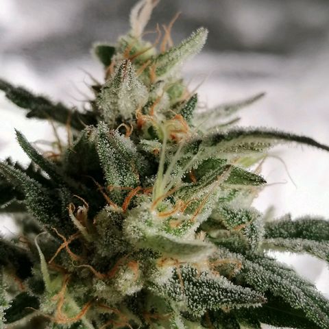 SmileySeeds Cosmic Cookies #1 - 4 growlog photo: 🥶 Frequent Frost Findings 😍