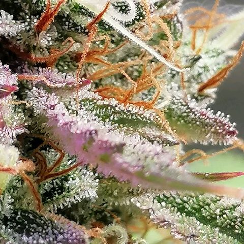 SmileySeeds Strawberry Banana #1 - 4 growlog photo: 🥶 Frequent Frost Findings 😍