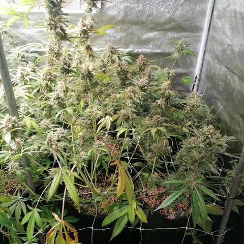 SmileySeeds Strawberry Banana #1 - 4 growlog timeline photo