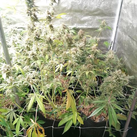 SmileySeeds Strawberry Banana #1 - 4 growlog timeline photo