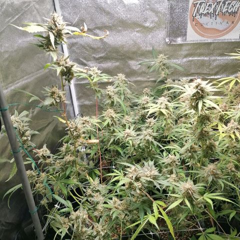 SmileySeeds Cosmic Cookies #1 - 4 growlog timeline photo