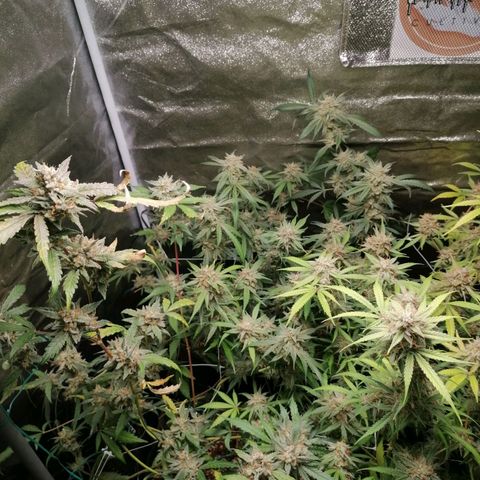 SmileySeeds Cosmic Cookies #1 - 4 growlog timeline photo