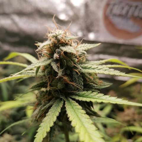 SmileySeeds Cosmic Cookies #1 - 4 growlog photo: 💚